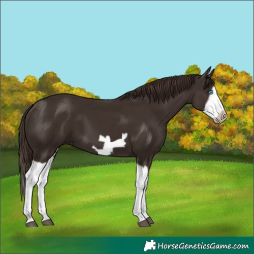 Horse Color:Liver Chestnut Splash Frame 