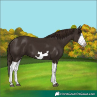 Horse Color:Liver Chestnut Splash Frame 