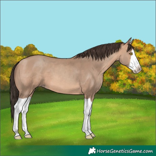 Horse Color:Amber Champagne Splash
