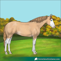Horse Color:Gold Champagne Splash