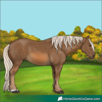 Horse Color:Chocolate Palomino 