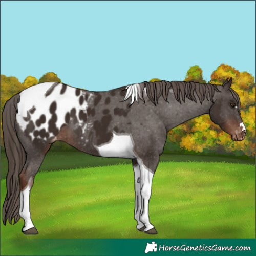 Horse Color:Liver Chestnut Tobiano Appaloosa 