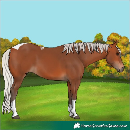 Horse Color:Silver Bay Tobiano 