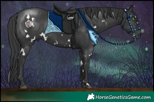 Horse Color:White Spotted Black Rabicano 