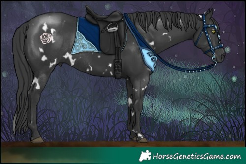 Horse Color:White Spotted Black Rabicano 
