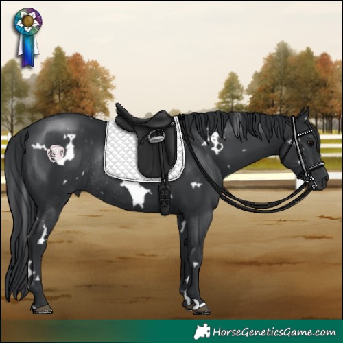 Horse Color:White Spotted Black Rabicano 
