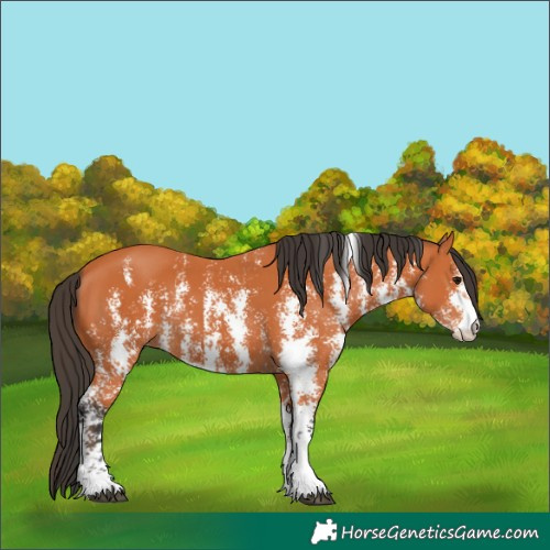 Horse Color:Unknown 