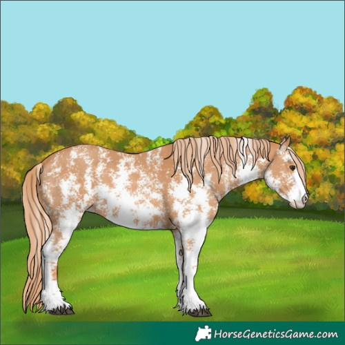 Horse Color:Unknown 