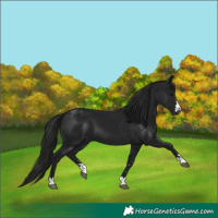 Horse Color:Gray Black 