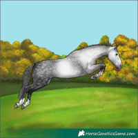 Horse Color:Gray Black 