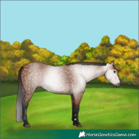 Horse Color:Gray Bay 