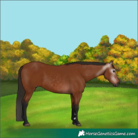 Horse Color:Gray Bay 