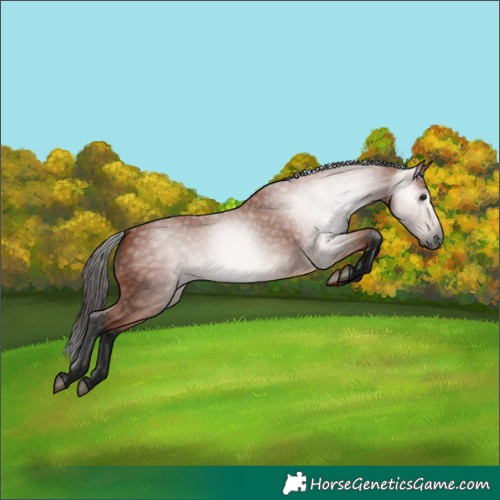 Horse Color:Gray Bay 