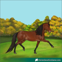 Horse Color:Gray Bay