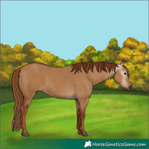 Horse Color:Gray Red Dun