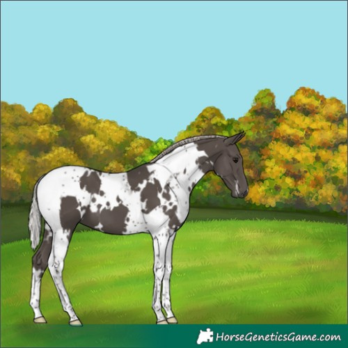 Horse Color:White Spotted Silver Black Tobiano 