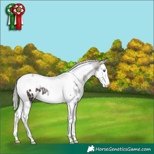 Horse Color:White Spotted Silver Black Splash Tobiano 