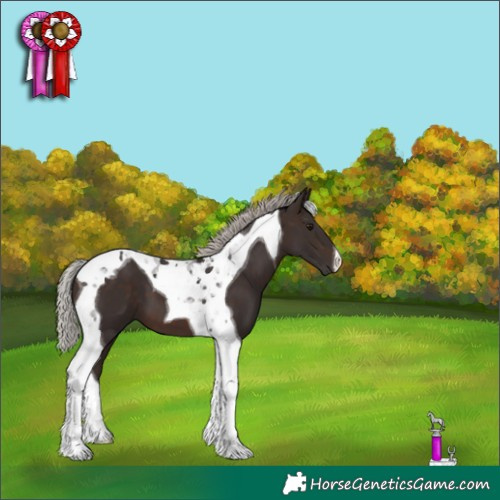 Horse Color:Silver Brown Tobiano 