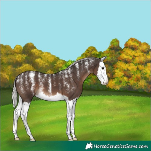 Horse Color:Powder White Silver Black Splash 