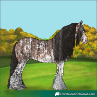 Horse Color:Bay Sabino Rabicano  and Gray Bay Sabino Rabicano 
