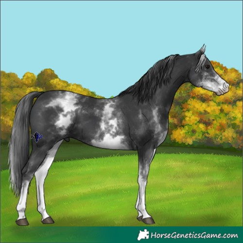 Horse Color:White Spotted Black and White Spotted Black