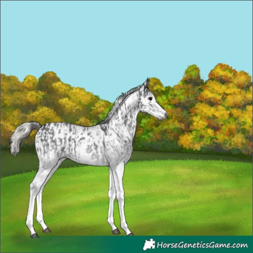 Horse Color:Gray White Spotted Smoky Black  and Gray White Spotted Silver Smoky Black 