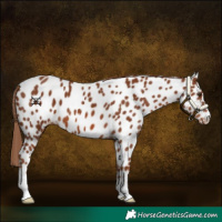 Horse Color:Chestnut Near Leopard 