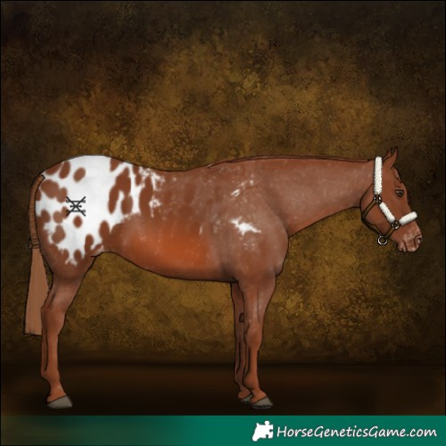 Horse Color:Chestnut Appaloosa 