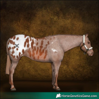 Horse Color:Chestnut Appaloosa 
