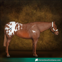 Horse Color:Chestnut Appaloosa