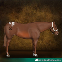 Horse Color:Chestnut Appaloosa 