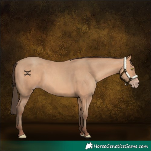 Horse Color:Amber Champagne