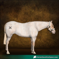 Horse Color:Gold Champagne Roan 