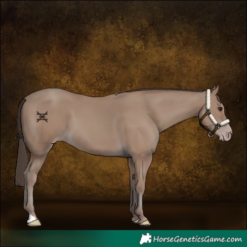 Horse Color:Classic Champagne 