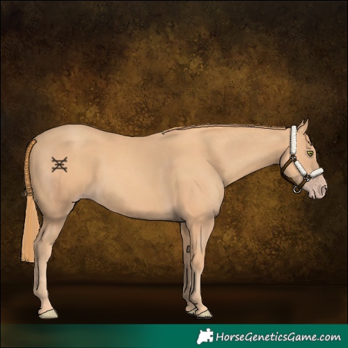 Horse Color:Gold Champagne