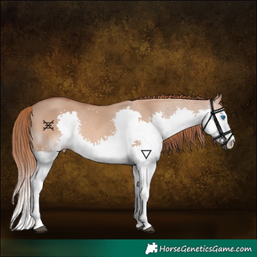 Horse Color:Red Dun Splash 