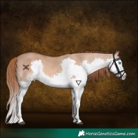 Horse Color:Red Dun Splash 