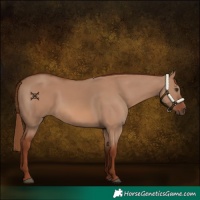 Horse Color:Red Dun 