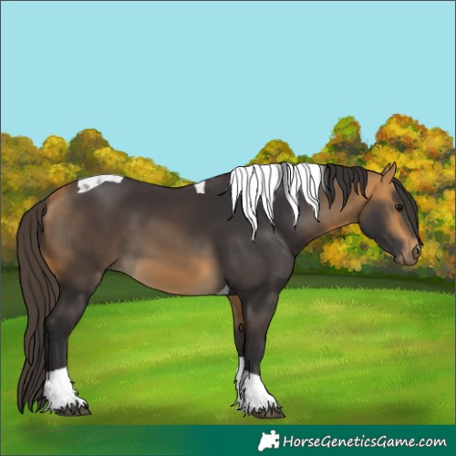 Horse Color:Buckskin Tobiano
