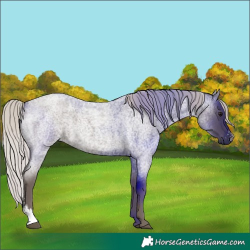 Horse Color:Silver Blue Roan Sabino 