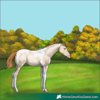 Horse Color:Buckskin Pearl Dun Tobiano