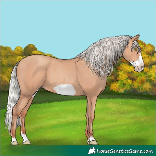 Horse Color:Silver Amber Champagne Frame 