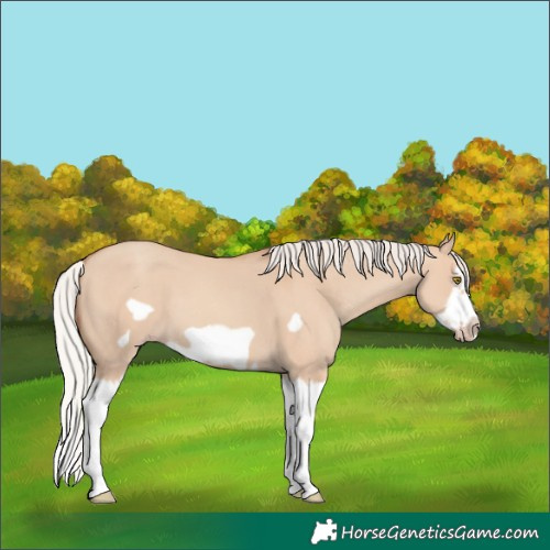 Horse Color:Silver Classic Champagne Dun Splash Frame 