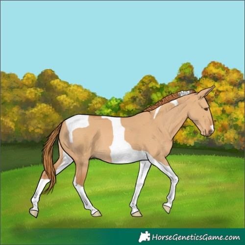 Horse Color:Red Dun Tobiano