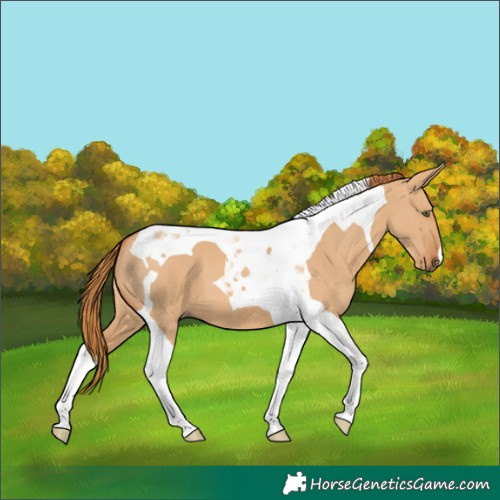 Horse Color:Red Dun Tobiano