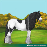 Horse Color:Black Tobiano Frame Appaloosa 