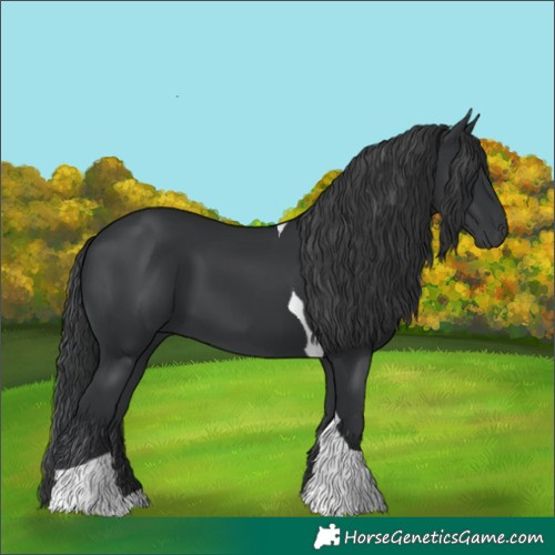 Horse Color:Black Tobiano 