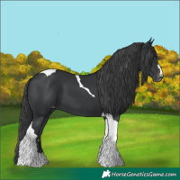 Horse Color:Black Tobiano Appaloosa