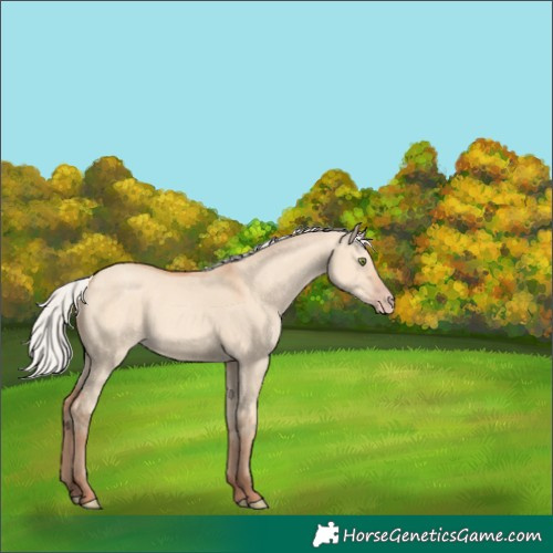 Horse Color:Silver Amber Champagne Dun 