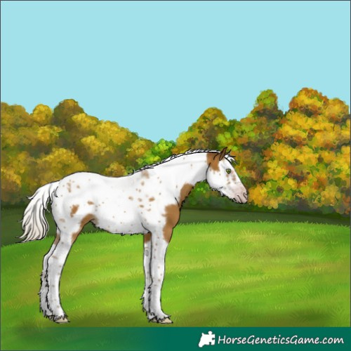 Horse Color:Gray Silver Classic Cream Champagne Splash Tobiano Frame